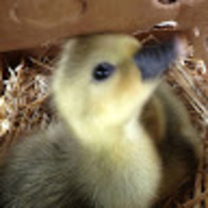 Meet your Posher, Jordyn